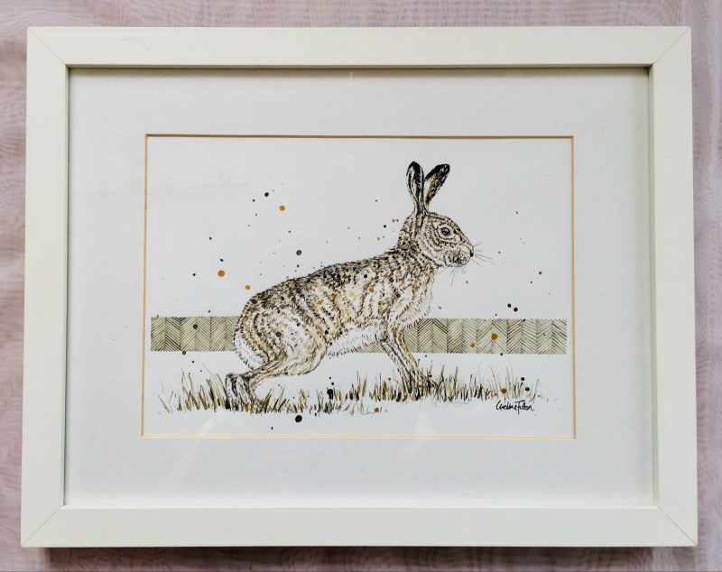 Brown Hare